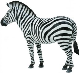 Zebra pospolita 88830 COLLECTA
