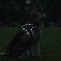 Petlove Szelki pjedyńcze LED świecące dla psa, regulowane M - Black