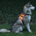 Petlove Szelki pjedyńcze LED świecące dla psa, regulowane S - Orange
