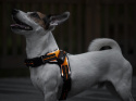 Petlove Szelki pjedyńcze LED świecące dla psa, regulowane S - Orange