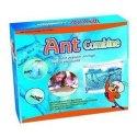 Akwarium dla mrówek