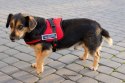 Szelki dla psa mocne M 65-80cm Senior Dog czerwone