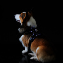 Petlove Szelki pjedyńcze LED świecące dla psa, regulowane M - Black