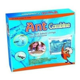 Akwarium dla mrówek